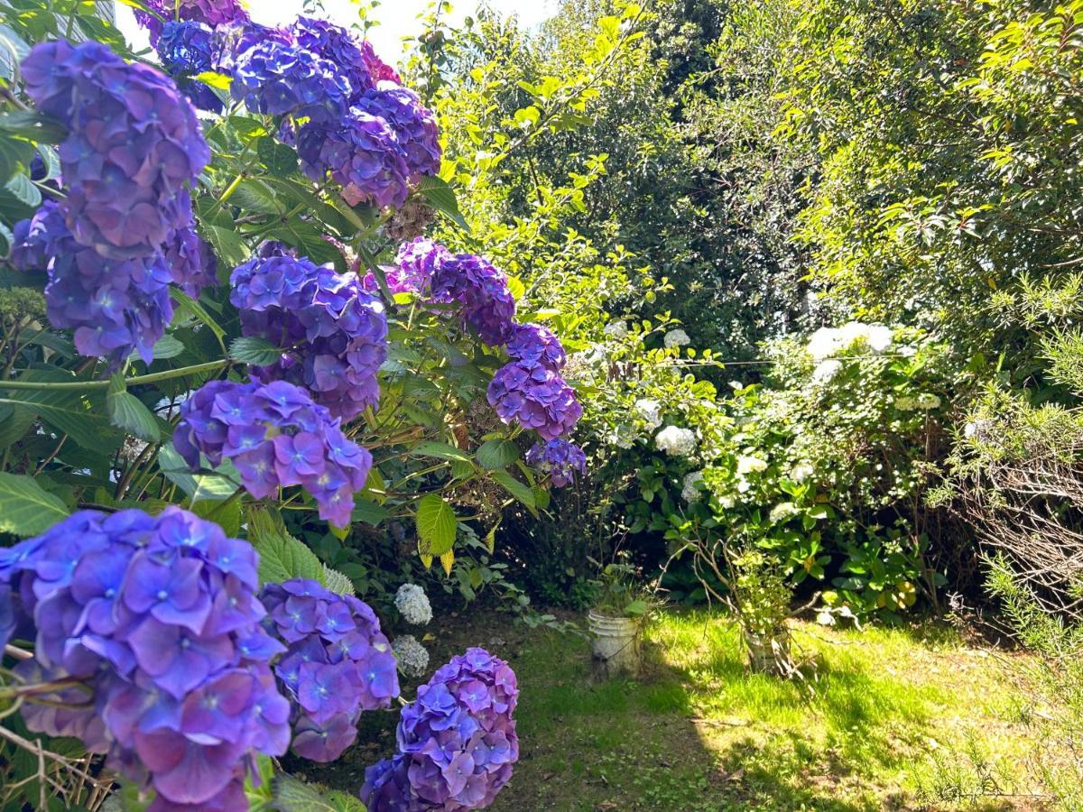 Hotel Purple Fox Ancud Esterno foto